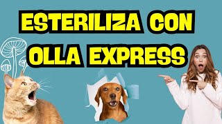 CÓMO ESTERILIZAR CON OLLA EXPRESS