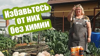 Зимующие вредители в почве: как избавиться от хруща, проволочника, блошки и других насекомых