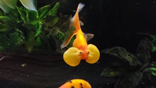 Types of Fancy Exotic Gold fishes In The World  #viral #cute #fish #viralvideo