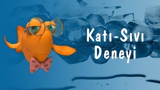 Profesör Balık ile Deneyler: Katı-Sıvı Deneyi