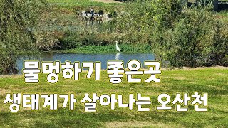 힐링코스 오산천 2024, 11,7일 풍경