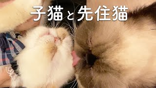 子猫を舐める先住猫。エキゾチックショートヘアの子猫しらすと、先住猫のエキゾチックショートヘアのししゃも。2匹は仲良し。