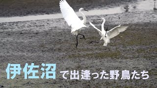 【探鳥散歩】伊佐沼で出逢った野鳥たち 2021.10.25