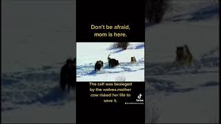 Don't be afraid, mom is here! - Wild Life #Shorts