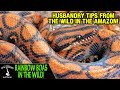 RAINBOW BOAS IN THE WILD! (are we keeping them correctly?) ADVENTURES IN ECUADOR (2019)