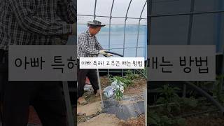 최강 튼튼 고추끈 매는 법 #귀촌