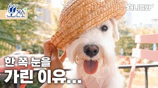 우리 집 강아지 예쁜눈의 최대적! 강아지 안검염ㅣEnemy of My Dog’s Eyes! Blepharitis