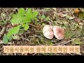 밤버섯 벗꽃버섯 구경 자연산 식용버섯 가을버섯 자연산 밤버섯.