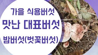 밤버섯(벗꽃버섯) 구경/자연산 식용버섯/가을버섯/자연산 밤버섯.