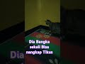 Pamer dan Bangga bisa nangkap Tikus dibawa pulang buat mainan #kucing #tikus #cat #catlover