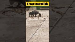 #shorts #videos #dgproduction #funny That's Incredible .