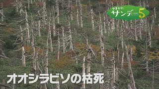 やまがたサンデー５　１０月２７日放送分　山形県民の宝「樹氷」の復活をめざして