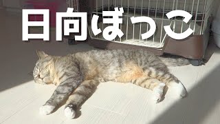 猫が気持ち良さそうに日向ぼっこ。春の陽気を満喫する猫【猫 かわいい】