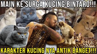 MAIN KE SURGA KUCING BINTARO!!! KARAKTER KUCING NYA ANTIK BANGET!!! SURGA KUCING #indoexotic