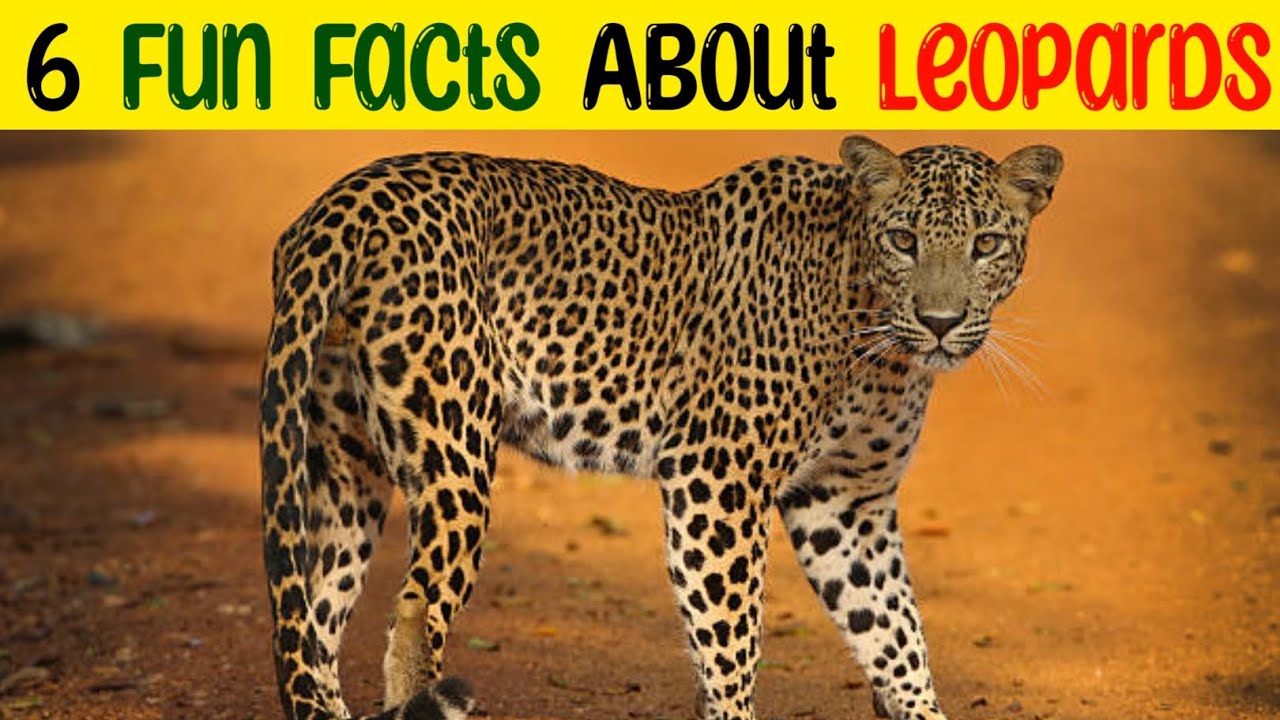 6 मज़ेदार Facts About Leopards | Leopard Facts | Amazing Facts | Facts ...