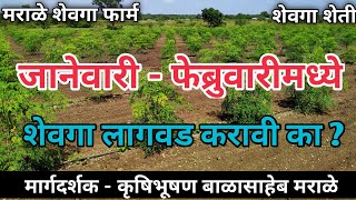 जानेवारी - फेब्रुवारी मध्ये शेवगा लागवड करावी का ? | नवीन शेवगा लागवड | Drumstick Farming