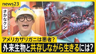 さかなクンと考える「外来種」　駆除ザリガニを“えさ”に　外来生物と共存しながら生きるには…【news23】｜TBS NEWS DIG