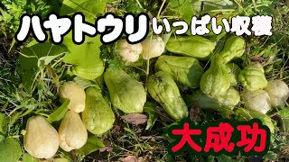 ハヤトウリ育ててみたら大量に収穫　嬉しいけど困っています