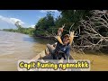 Spot idaman di bawah pohon tumbang🔥🔥🔥Trip Hulu sungai mentaya memang tiada duanya, Udangya galak2