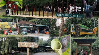 A Day Trip to Semenggoh Wildlife Centre, Kuching, Sarawak, Malaysia🐒🦍🌱