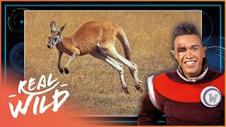 Which Animals Jump The Highest? | Family Friendly Wildlife