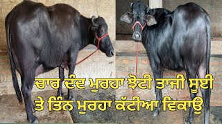 ਚਾਰ ਦੰਦ ਮੁਰਹਾ ਝੋਟੀ ਤੇ ਤਿੰਨ ਕੱਟੀਆ ਵਿਕਾਉ #dairyfarm