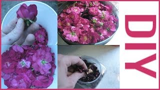 CHINCHILLA  DRIED ROSE PETAL TREAT  ! DIY