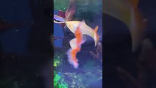 Guppy fish mating.