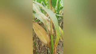 CORN FARMING DEKALB 8899S JOURNEY