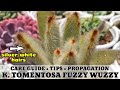 124 KALANCHOE TOMENTOSA FUZZY WUZZY SUCCULENT CARE GUIDE || Succulent Care Tips 다육식물 多肉植物 Suculentas