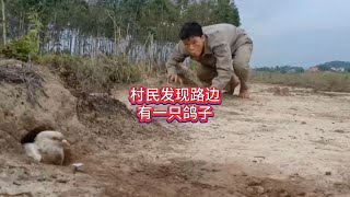 村民發現路邊有一只鴿子，他湊近查看發現有一群鴿子，他能抓住嗎#農村生活 #驚險刺激 #奇聞趣事