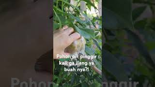 Heboh! Pertama kali liat pohon buah pir #traveling #china