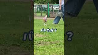 ドッグランでかくれんぼ【イタグレ ことぶき】No owner at the dog run.  #shorts