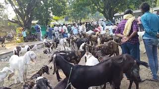 ओड़िशा पदमपुर बकरी मंडी / Padampur Bakri Mandi #bakri #padampur  #chhattisgarh @omprakashausar