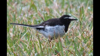 セグロセキレイ　Japanese Wagtail　　Motacilla grandis