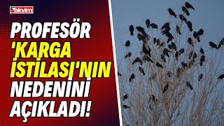 Profesör 'karga istilası'nın nedenini açıkladı! 'Güvenlik için kavak ağacına gelirler'