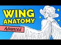 How to Draw BIRD WINGS (feathers, wing shapes, anatomy)