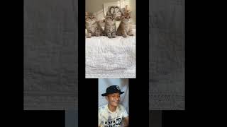 cute cats dancing #shortvideo #shorts #pets #catlover #catvideos