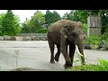 fuji safari park japan 富士サファリパーク wild safari adventure near mount fuji