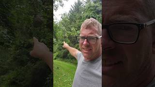 Bald Faced Hornets Got Me, How Should I Take Out The Nest? Part 1 #farmlife #diy #ouch #homestead