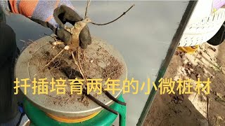 兩年前扦插培育的一批小微樁，根、幹還算同步，主幹養了3級過渡。今年上盆能再完成主幹兩級過渡，同時養出二級枝