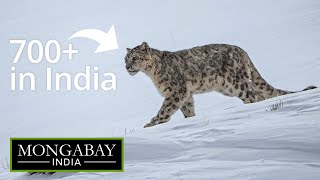 Tracking India's snow leopards at Himalayan heights