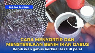 Cara menyortir dan mensterilkan ikan gabus || Budidaya ikan gabus