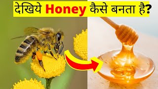 🍯🐝मधुमक्खी शहद कैसे बनाती है? | Shahad कैसे बनता है? | How do bee make honey?