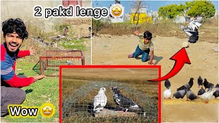 Pigeon Trap 🪤 se pakdne lge 2 kabutar 😮 || Big Suprise ready hogya 🎁