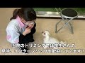 見学に来てくれました！［兵庫ペット医療センター トリミング尼崎本院］happy dog glooming