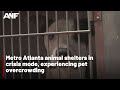 Metro Atlanta animal shelter crisis