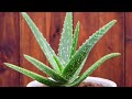 health benefits of aloe vera കറ്റാർ വാഴയുടെ ഔഷധ ഗുണങ്ങൾ