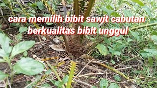 cara memilih bibit sawit cabutan berkualitas unggul