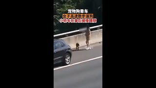 狗子暈車女子高速散步遛狗經了解，該車駕駛員從寧波往杭州游玩，在途中朋友的寵物狗暈車，隨即，該車駕駛員停靠應急車道，讓其帶寵物狗下車透氣。高速交警對兩人進行了嚴肅的批評教育，并對駕駛員的違法行為